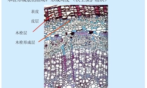 酸枣枣的功效与作用专区_酸枣用途和功效专区_酸枣胡的药用功效网