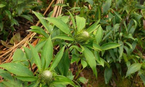 酸枣枣的功效与作用专区_酸枣用途和功效专区_酸枣胡的药用功效网